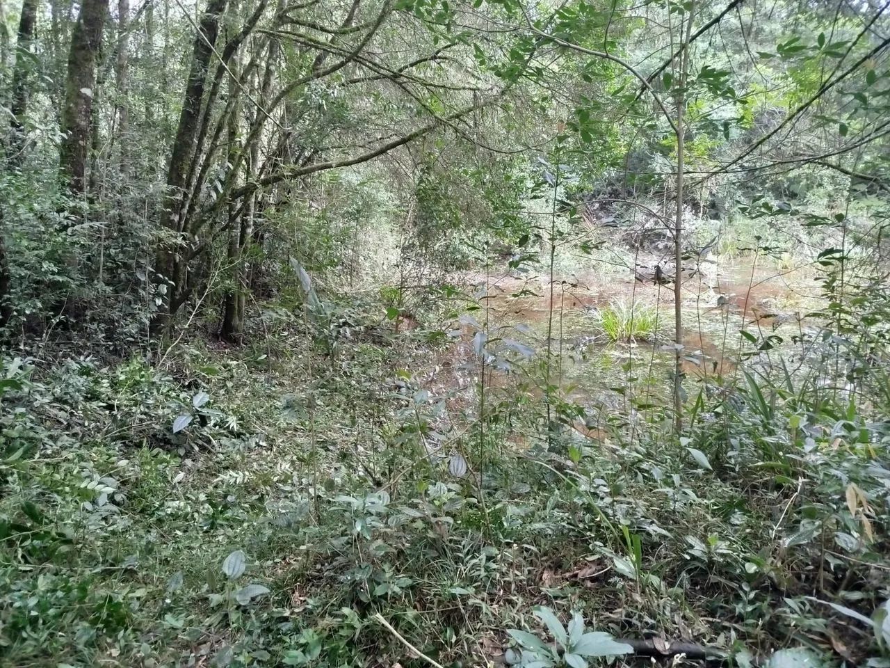 Chácara com tanque de peixe em quitandinha  - Foto 3