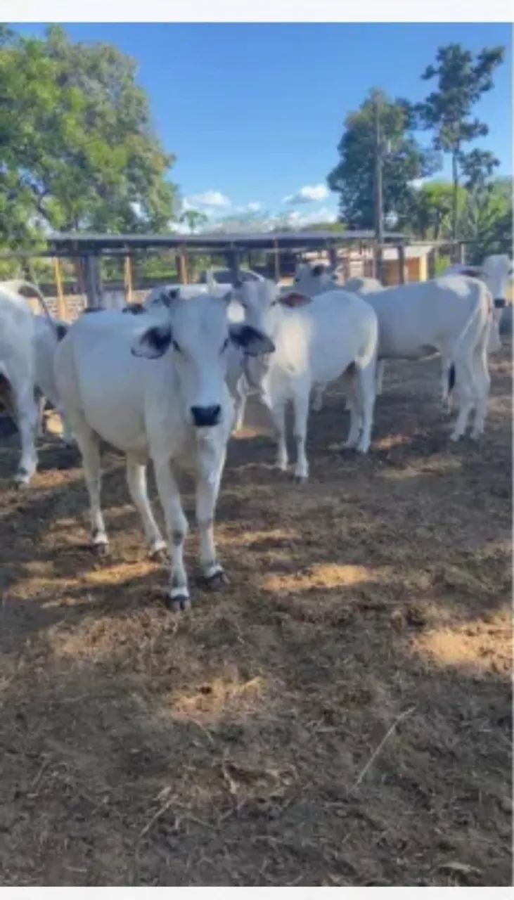 NOVILHAS e BEZERROS NELORE