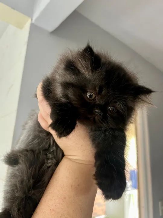 Gatinho persa disponível - Foto 6