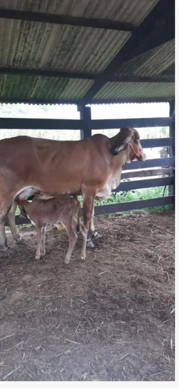 VENDO PESQUEIRO EM STO ANTÔNIO LEVERGER  - Foto 3