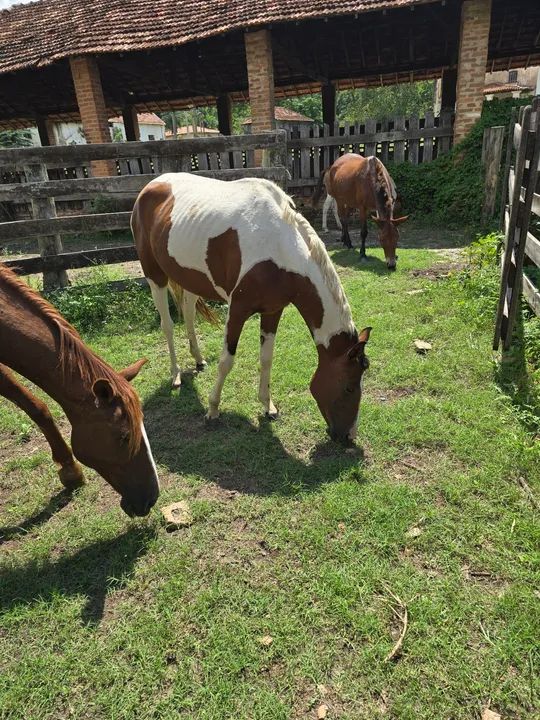 Vendo egua pampa ... maquinaaaa - Foto 5