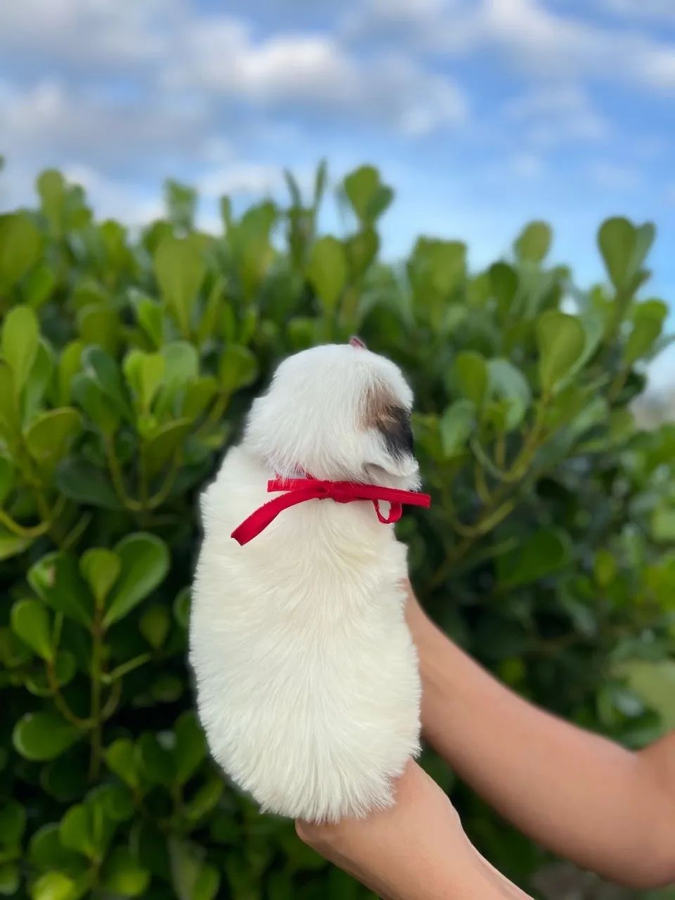 Shih Tzu macho BRANCO - Foto 3