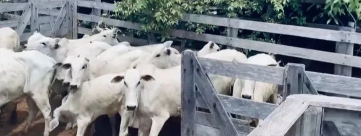 Venda de gado nelore - Foto 3