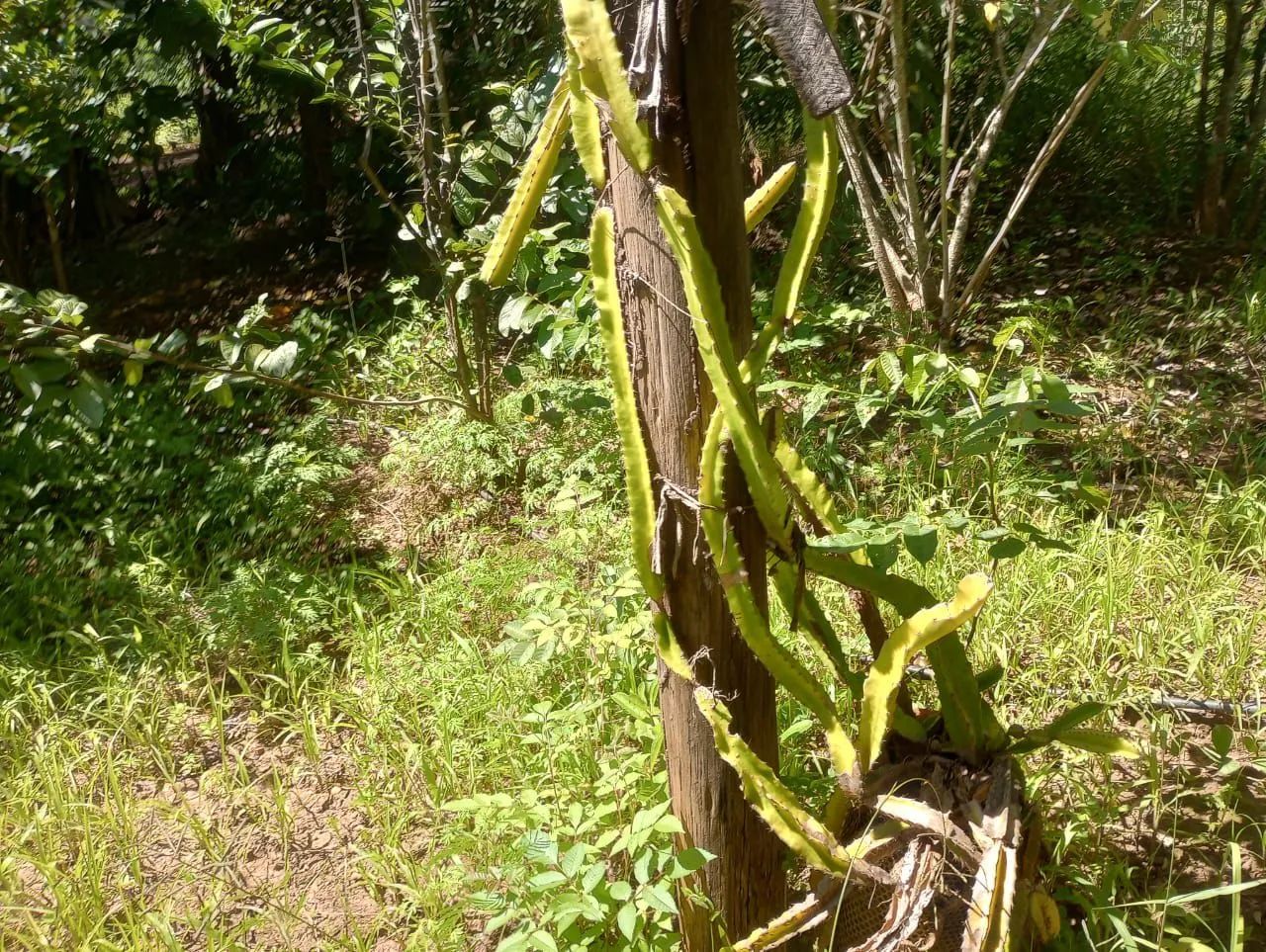 Chácara a 35 km de moc - Foto 15