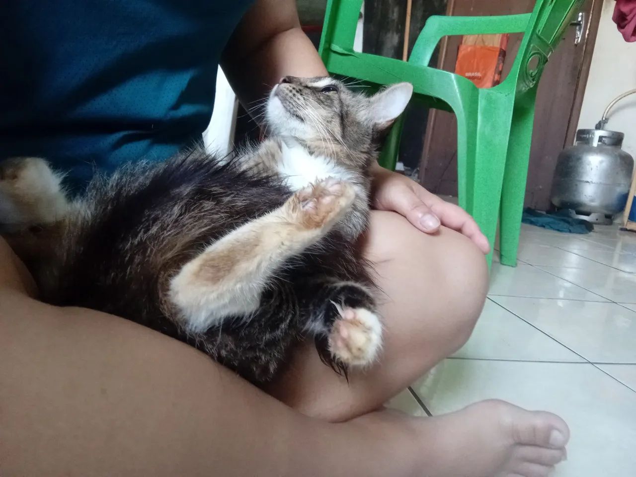 Doando uma gatinha de raça - Foto 2