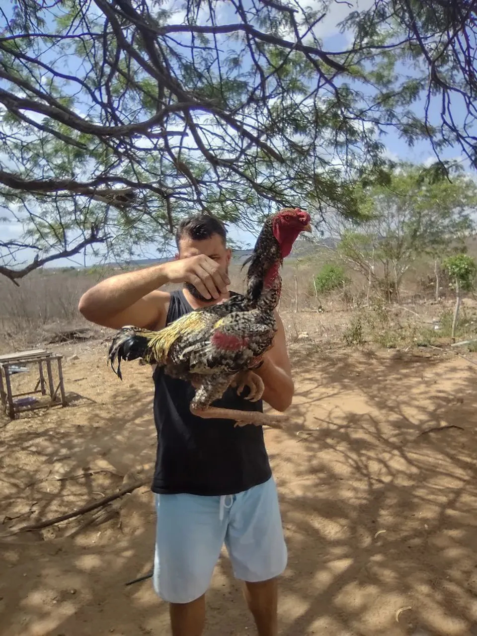 Galo índio gigante