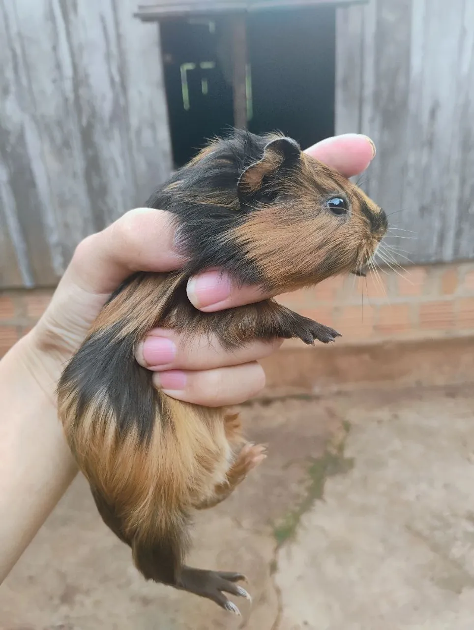 Lindo Porquinho da Índia Tricolor para Adoção