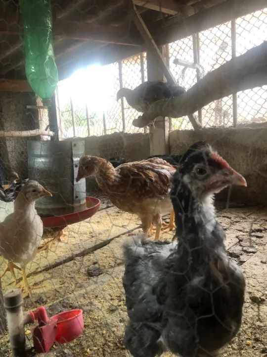 Galinha sertaneja balão - Foto 3