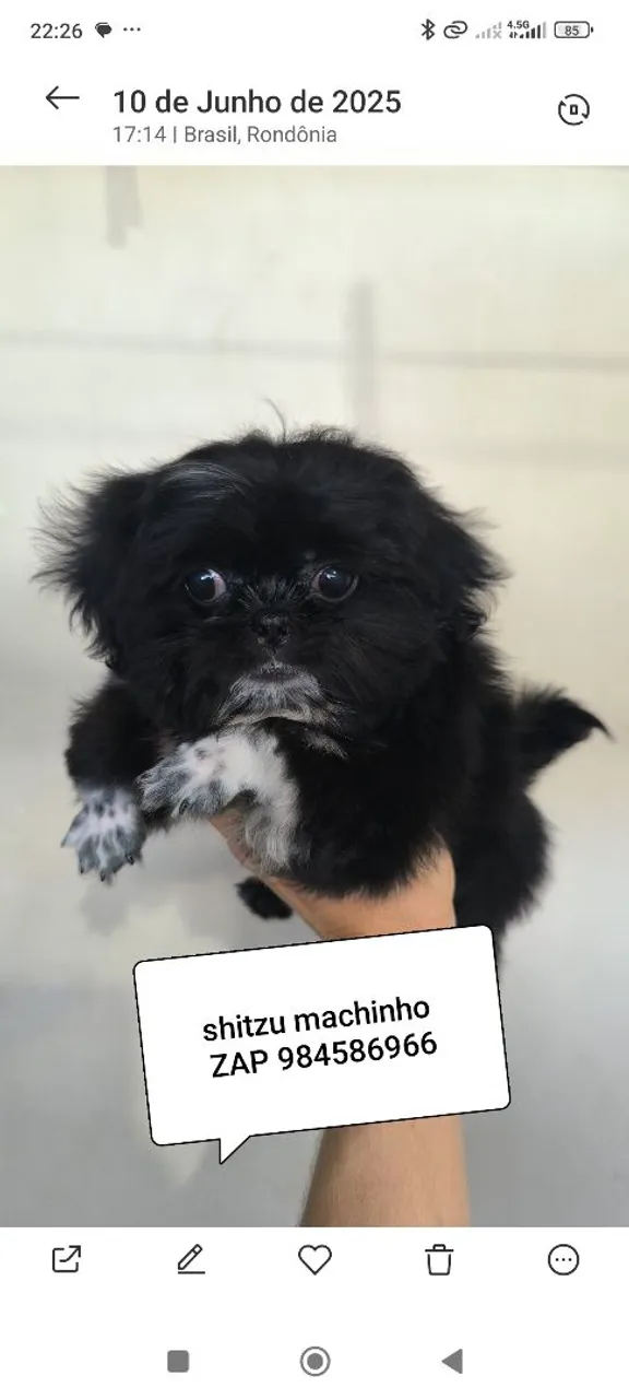 Filhote Shih Tzu Machinho