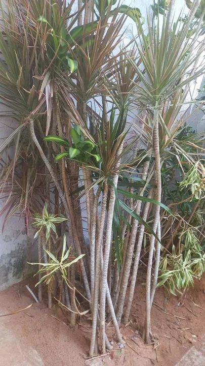 Por motivo de mudança estou vendendo mais de 20 jarros e todas as plantas  - Foto 3