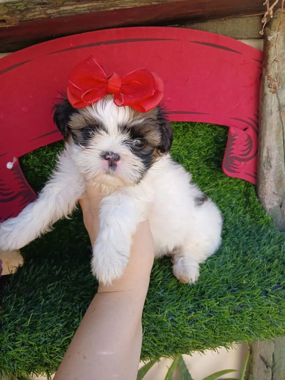 Shitzu femea mini
