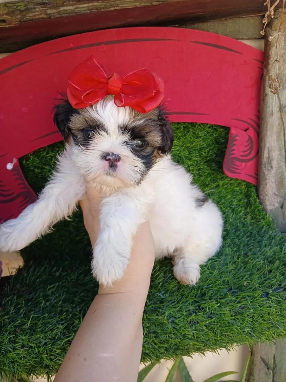 Shitzu femea mini
