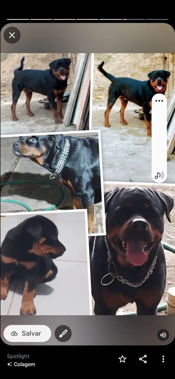 Filhotes de Rottweiler puros