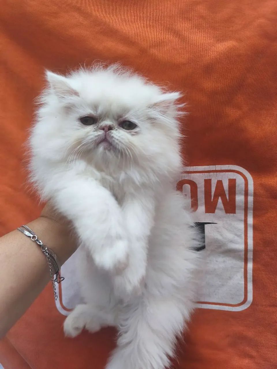 Gato persa top show - Foto 4