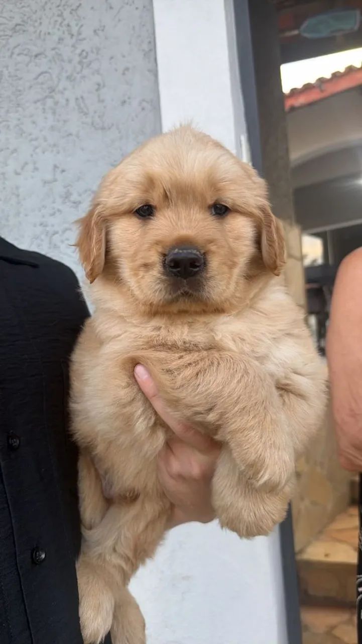 Goldem Retriever  - Foto 2