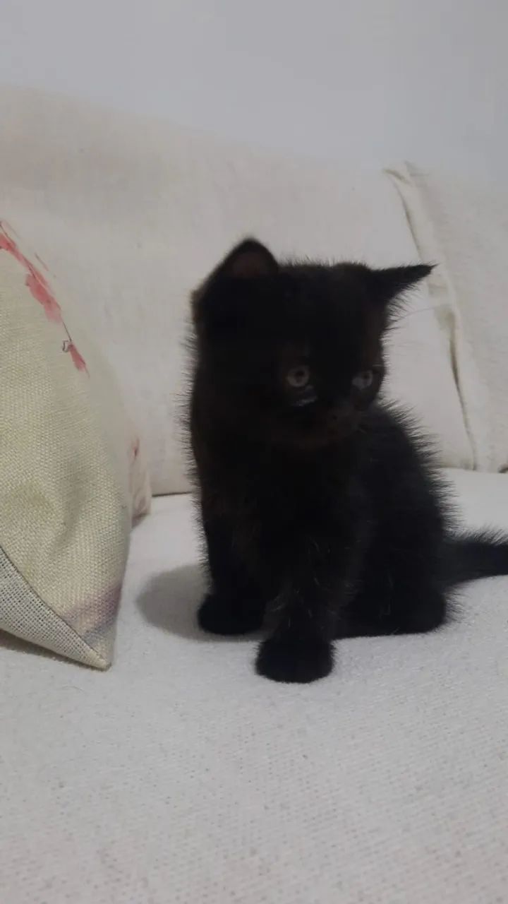 Filhote de gato meio Persa