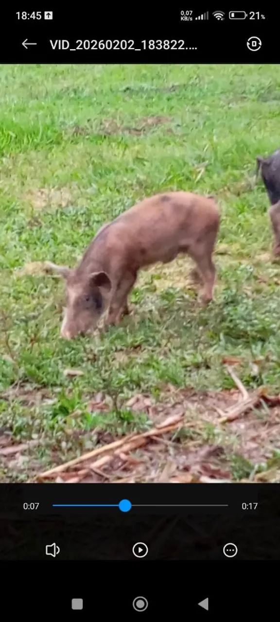 Porcos a venda  - Foto 3