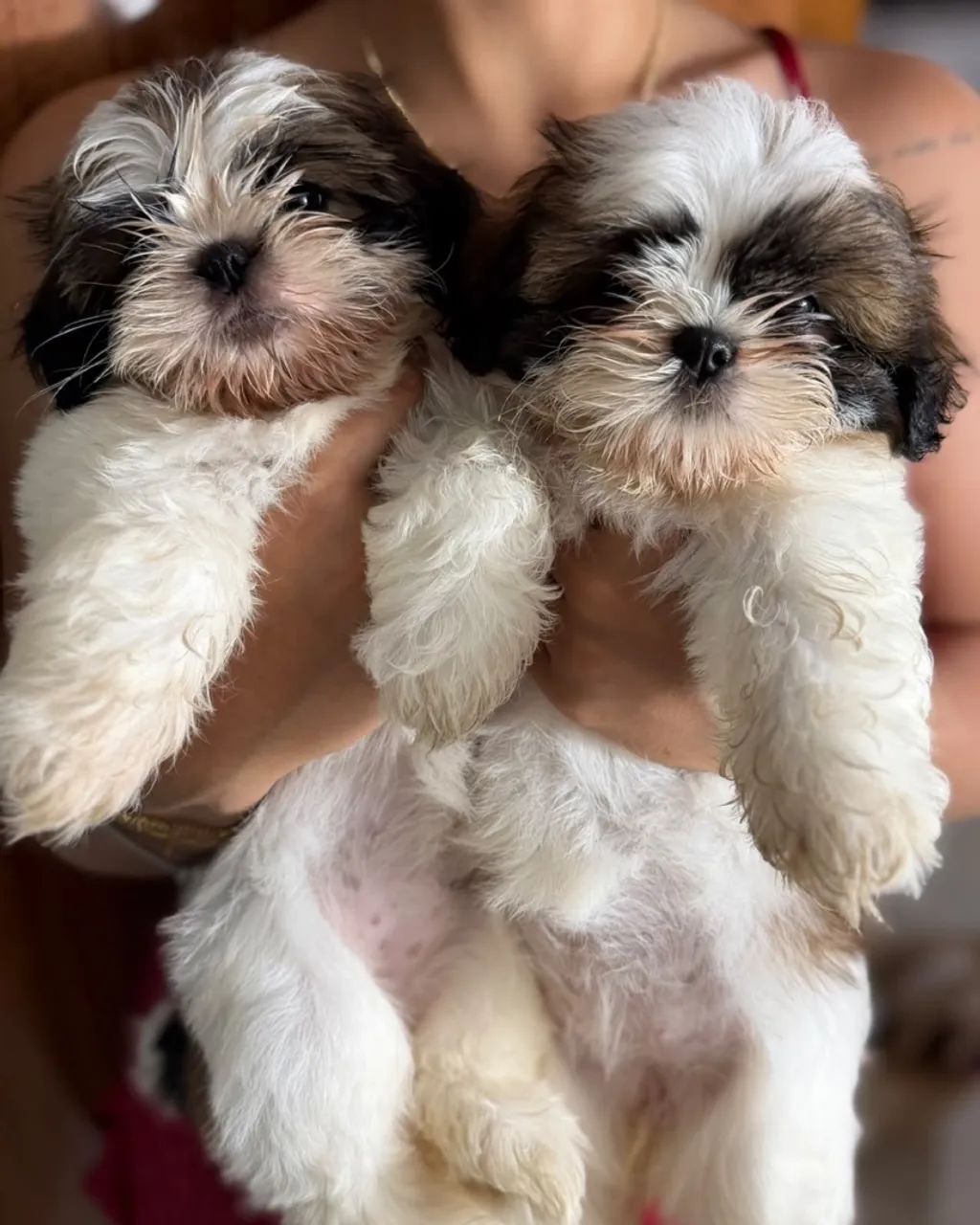 Shih Tzu