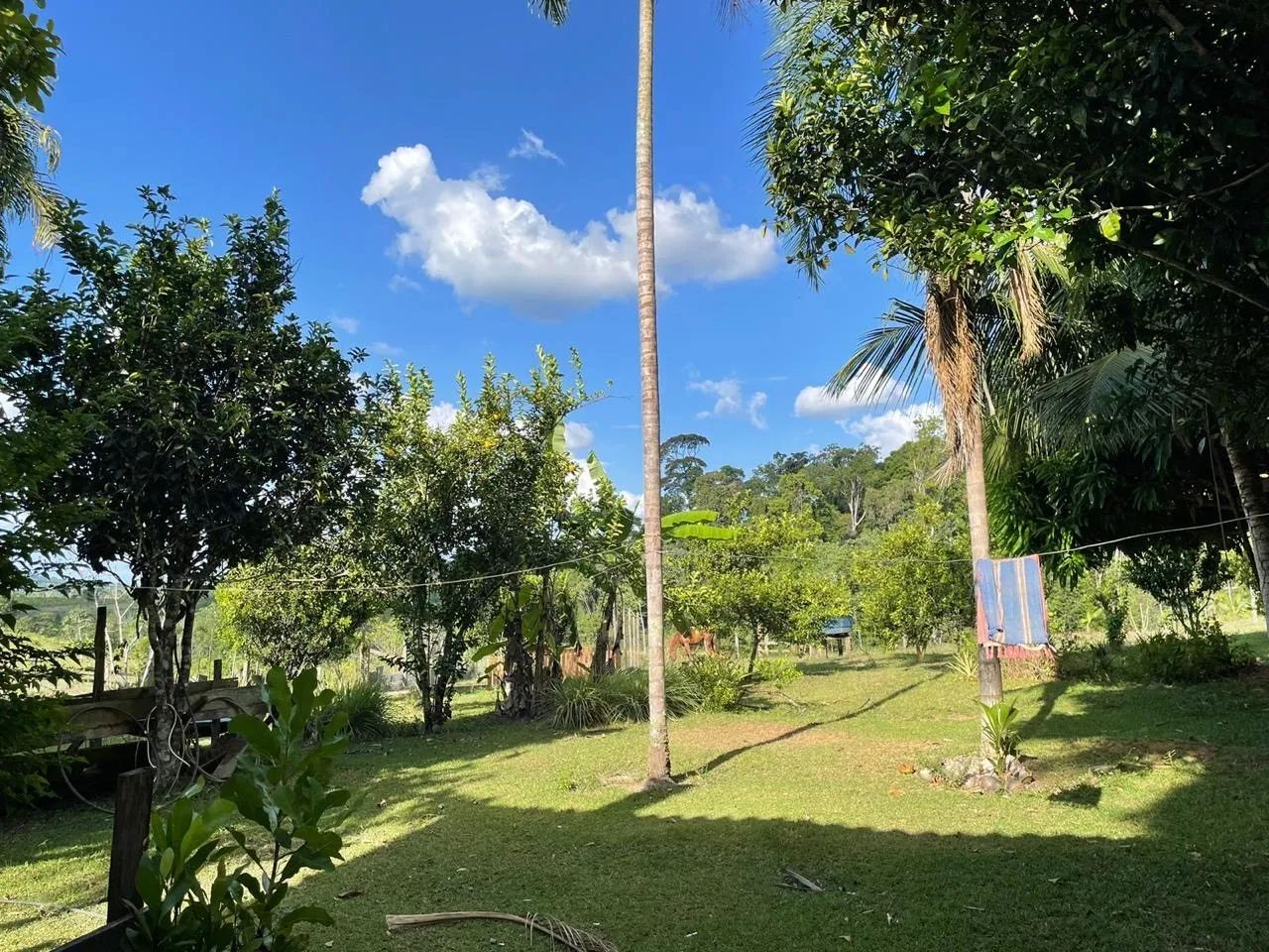 FAZENDA - TARTARUGALZINHO - Foto 2