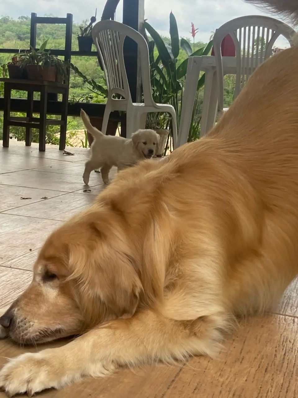 Golden retriever  - Foto 4