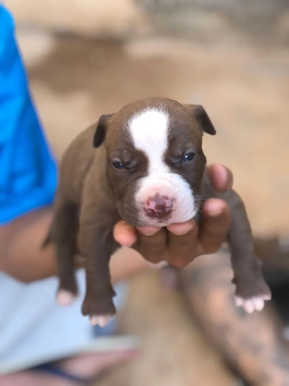 Filhotes de Pitbull - Foto 2