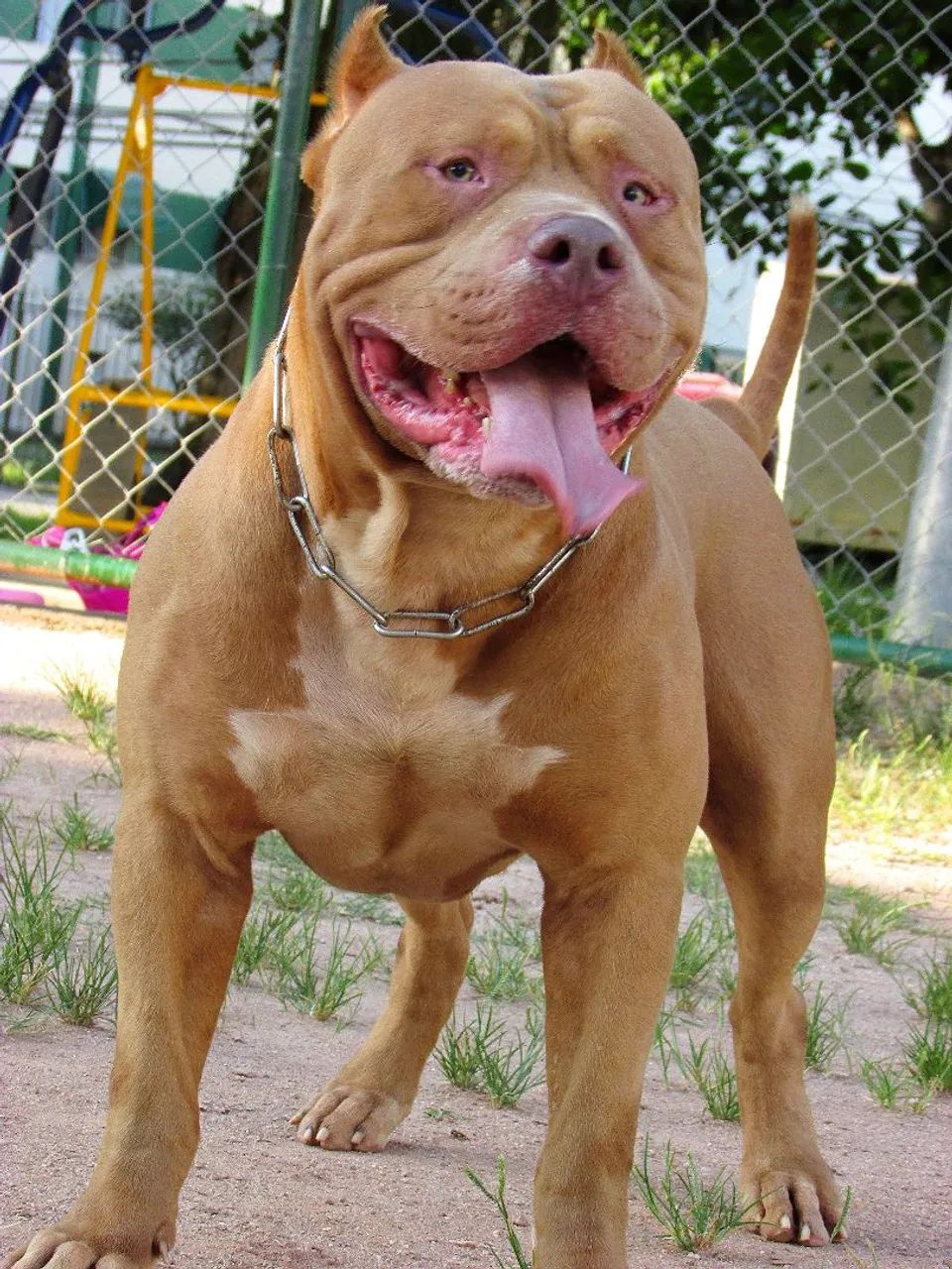 Pit monster macho DOAÇÃO EM PARCERIA - Foto 3