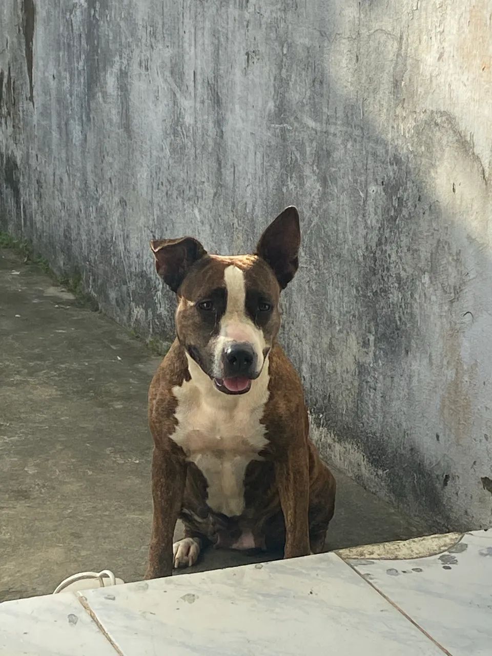 Pitbull  - Foto 3