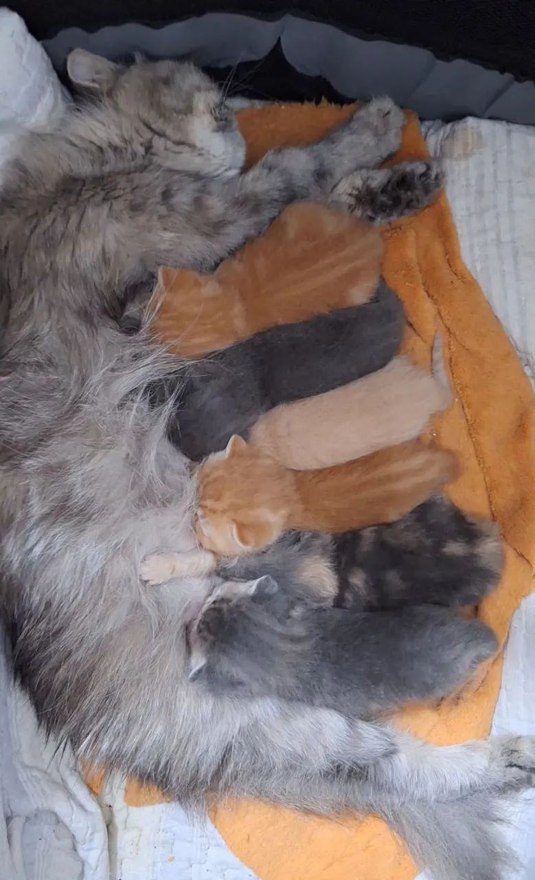 Gatos persa a venda 