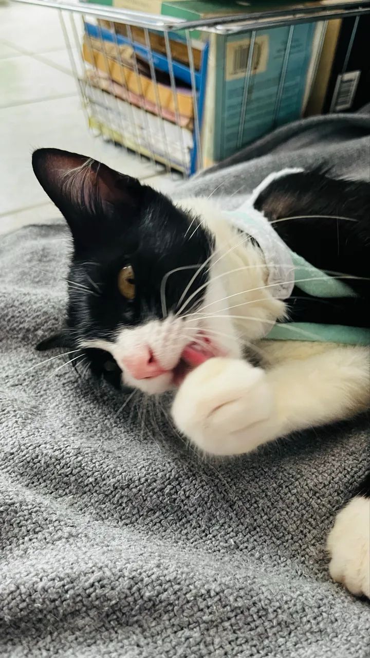 Gatinha castrada para adoção  - Foto 2