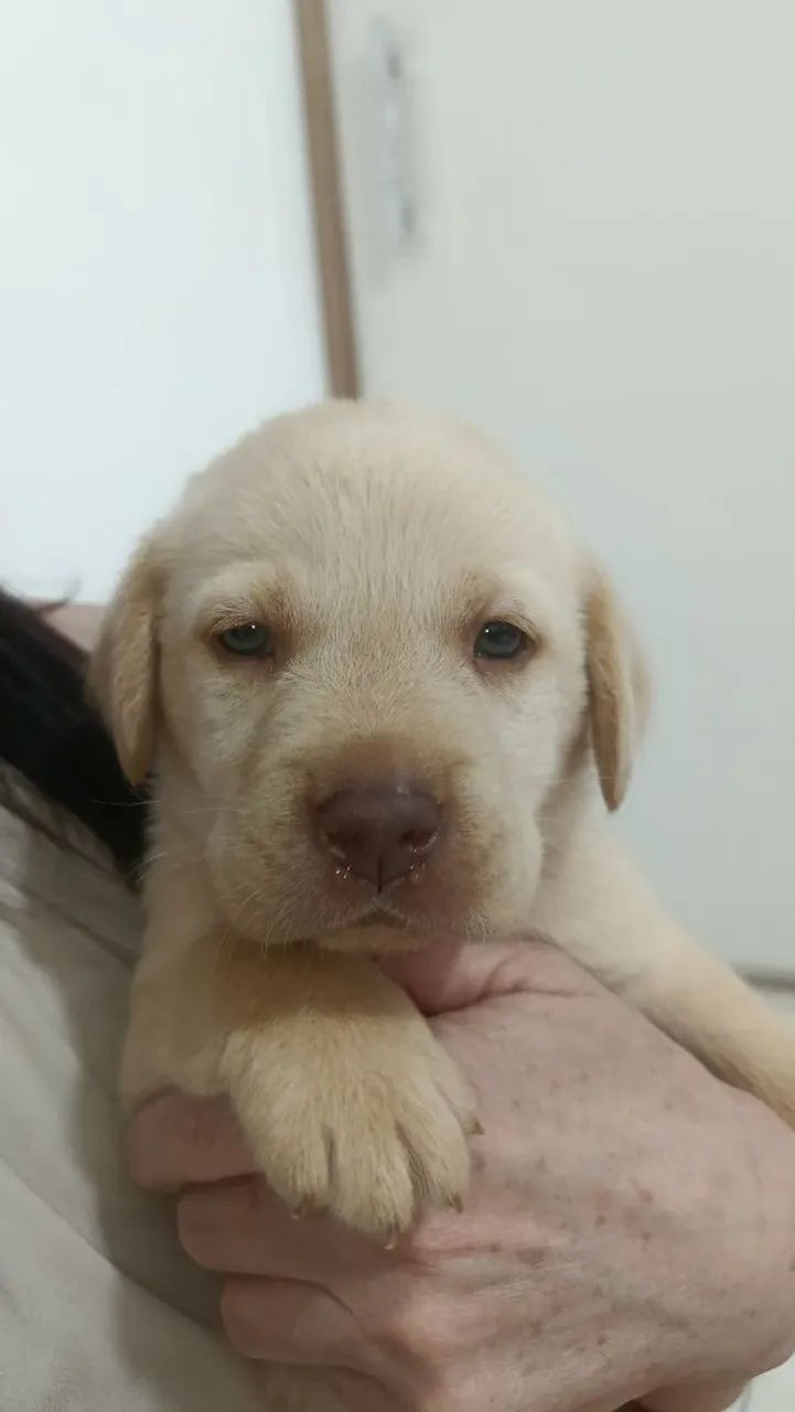 Labrador filhote - Foto 2