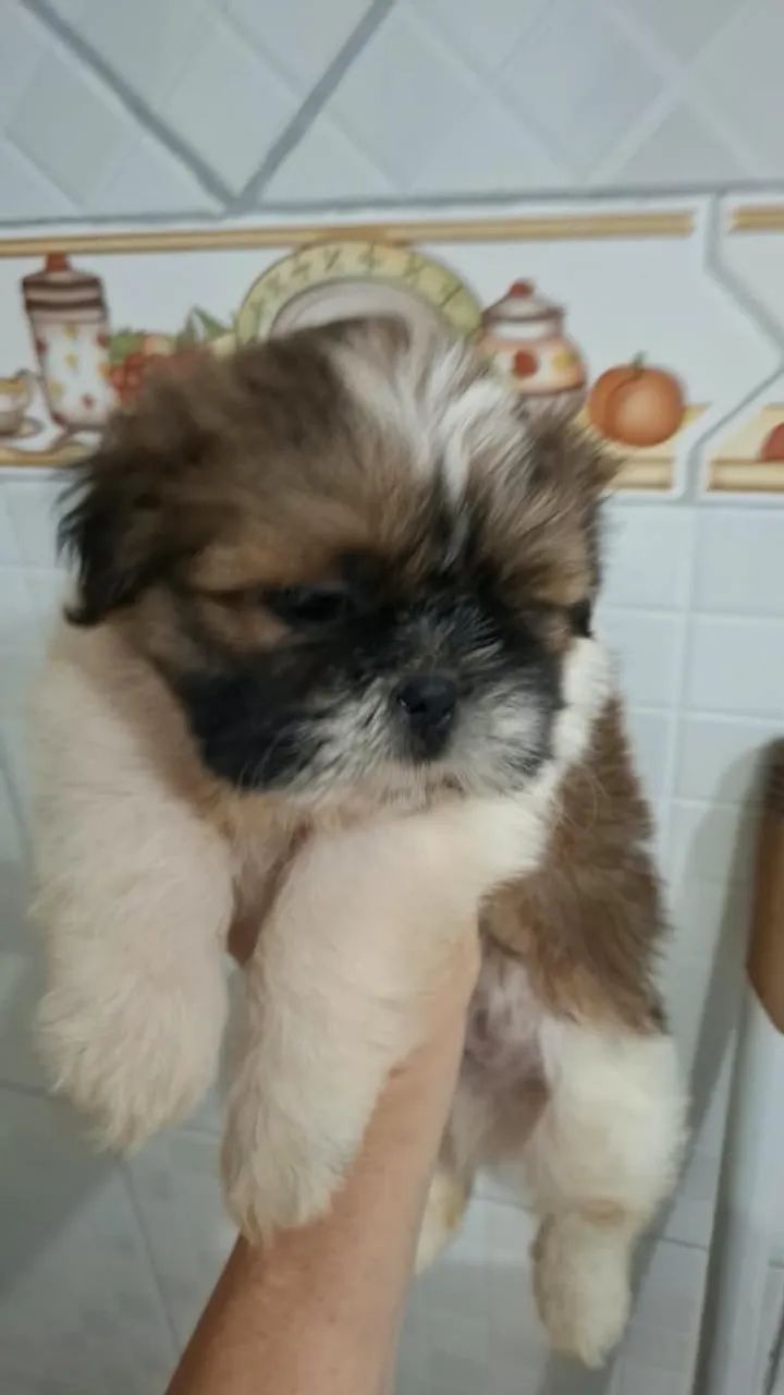 Cachorro  - Foto 3