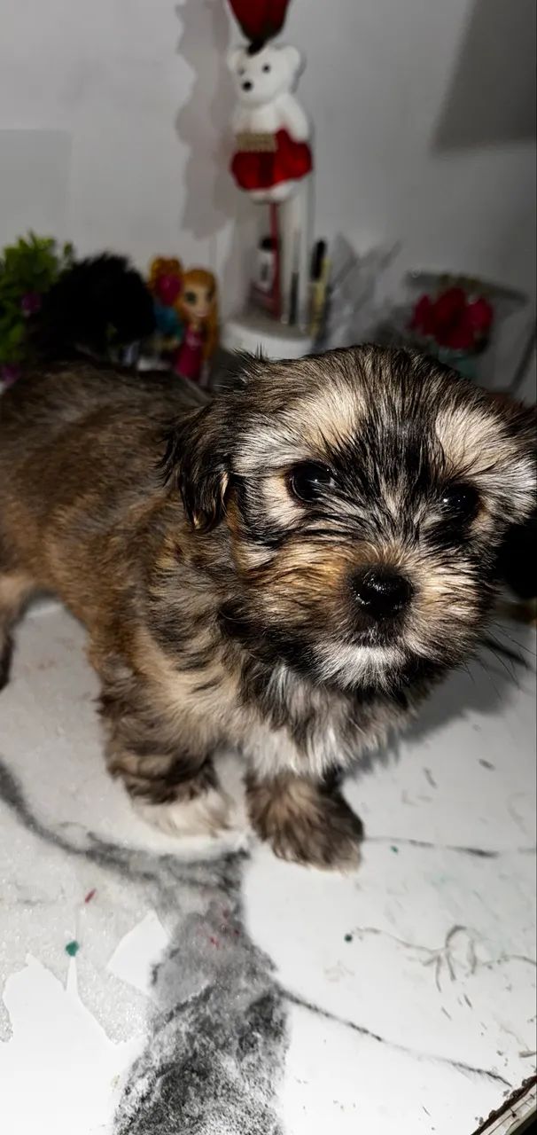 Lhasa Macho 