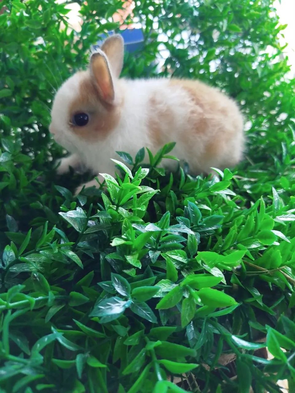 Coelho mini  - Foto 3