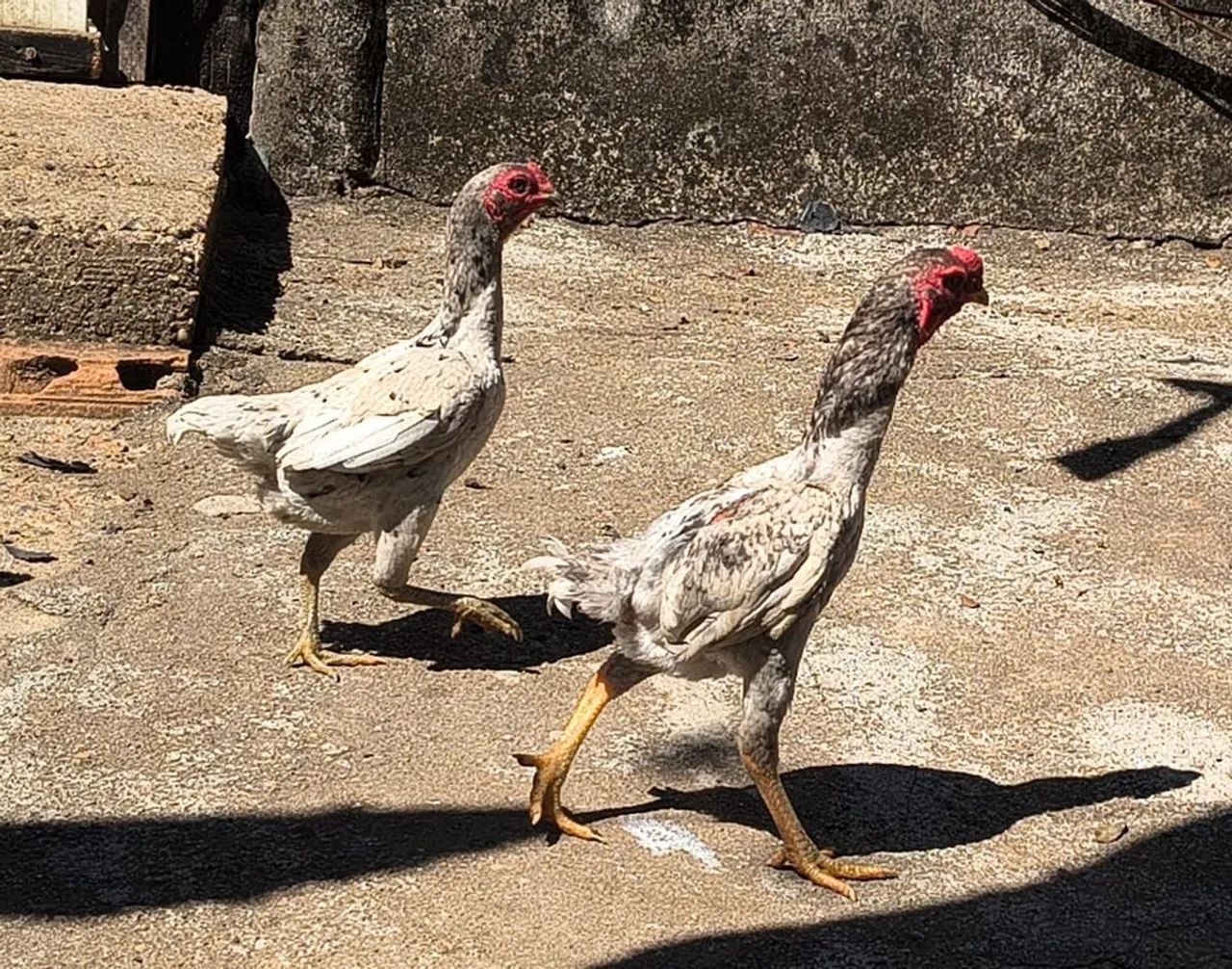 Galinha Ko shamo  - Foto 2