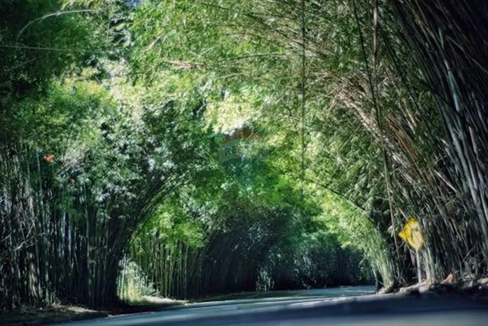 Sitio com 20.000 pés de café a venda - 4,9Ha, Morungaba/SP - Foto 3