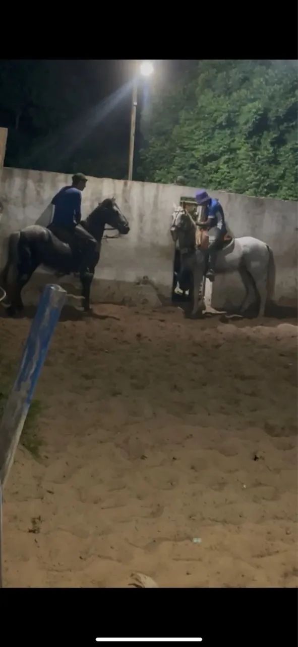 Animal  - Foto 2