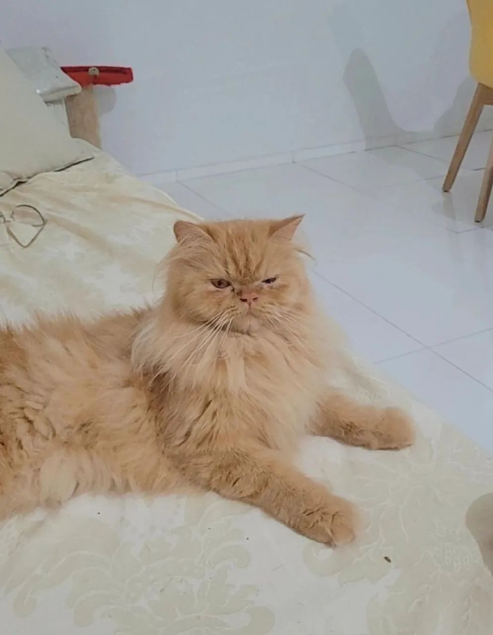 Gata Persa - Foto 5