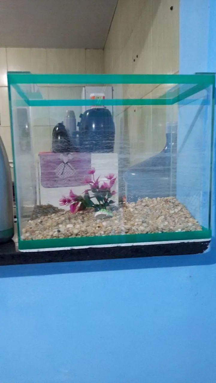 aquário  - Foto 2