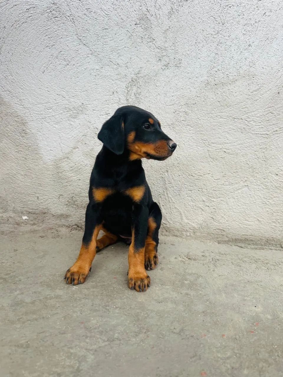 Filhote de doberman - Foto 2
