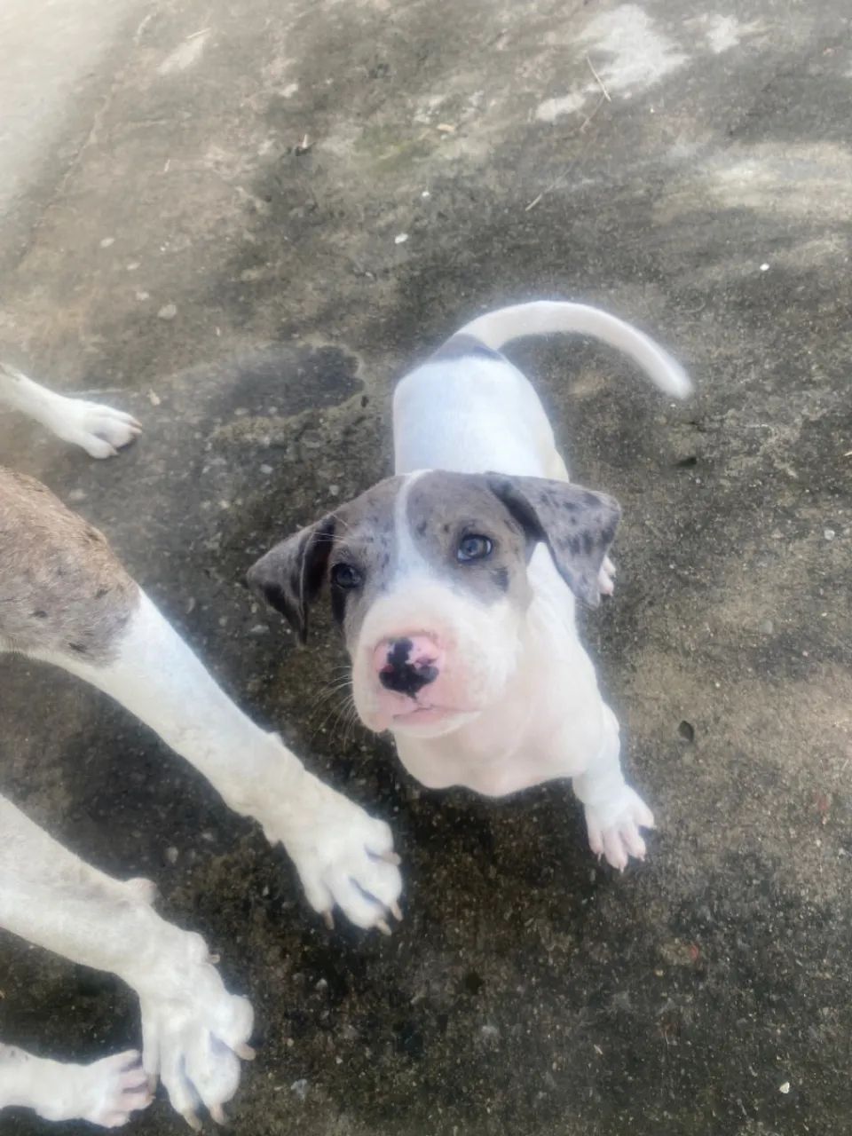 Dogue alemão  - Foto 4