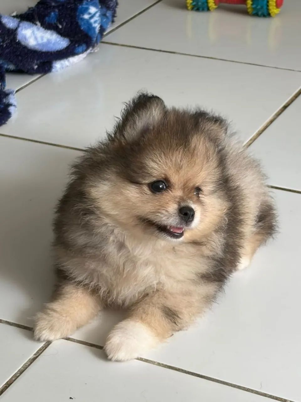 Spitz Alemão Anão 