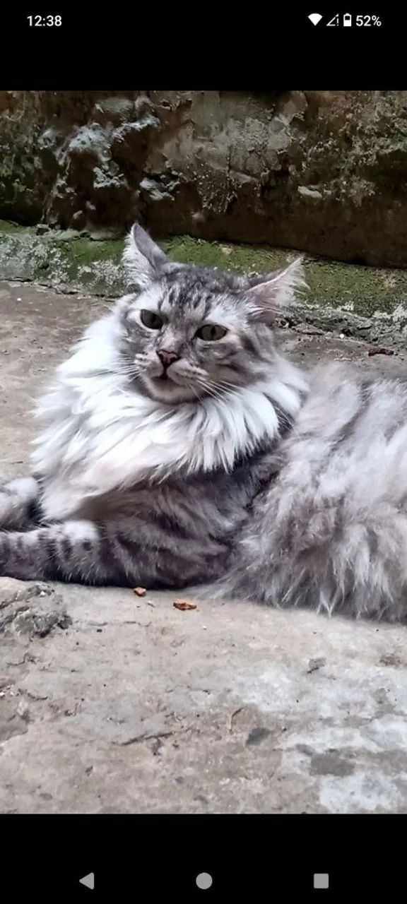 GATA FÊMEA CASTRADA - RACIADA - Foto 2