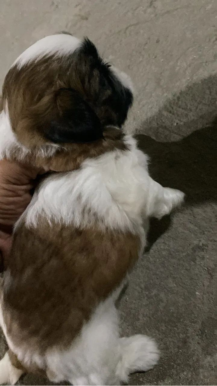 Cachorro shitzu - Foto 4