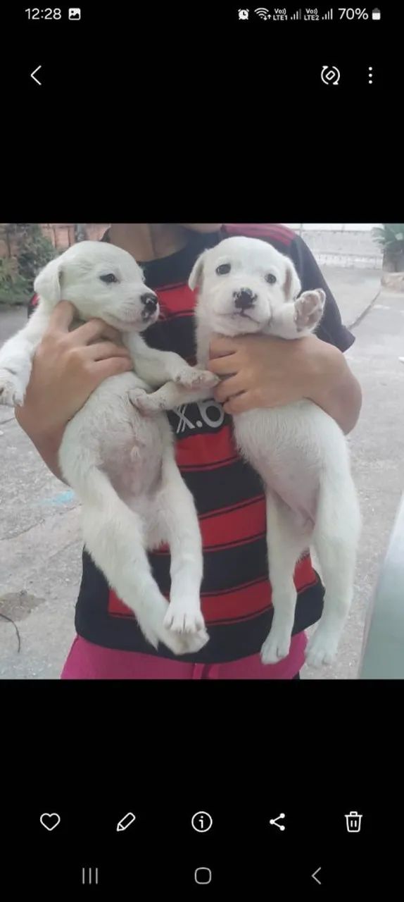 Doando esses cachorro - Foto 2