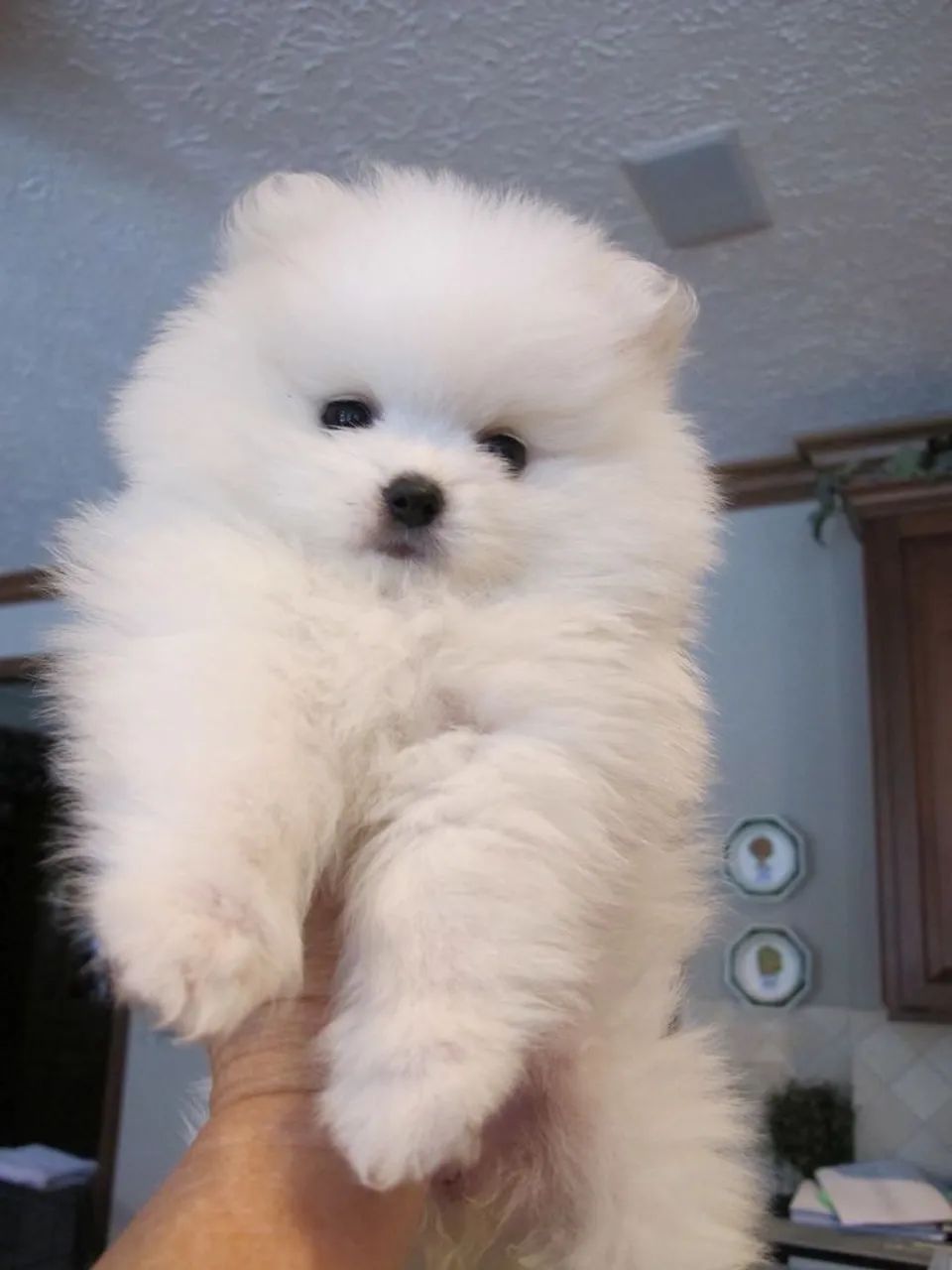 Spitz alemão - urso lindo e fofo 