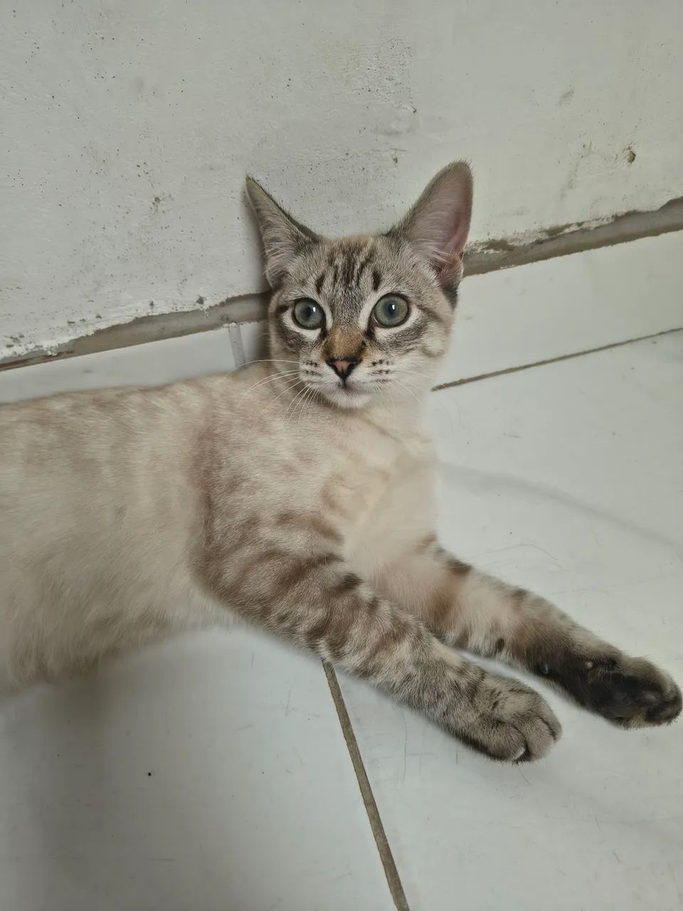 Gata fêmea  - Foto 2