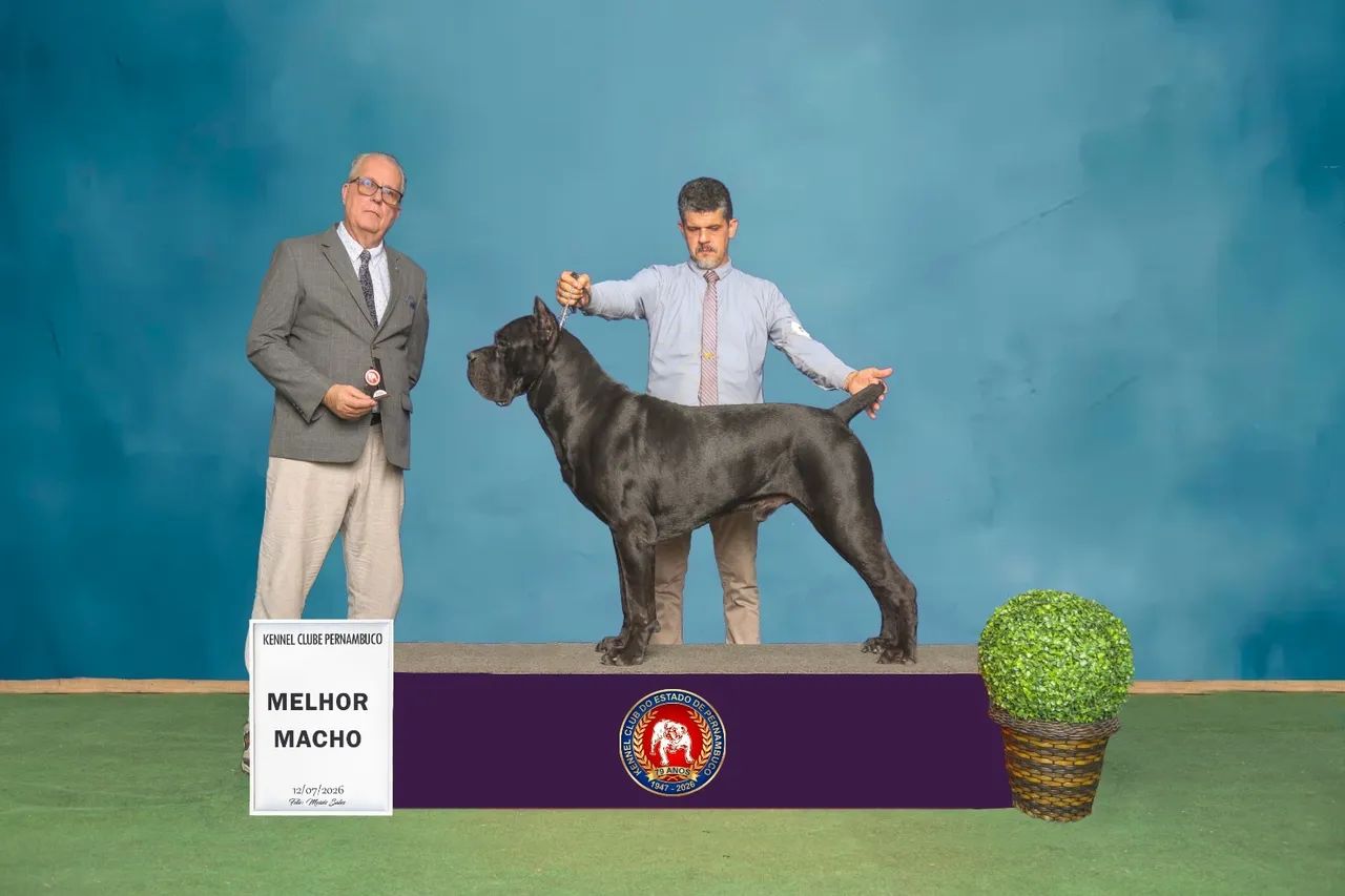 Cane Corso Filhotes  - Foto 5