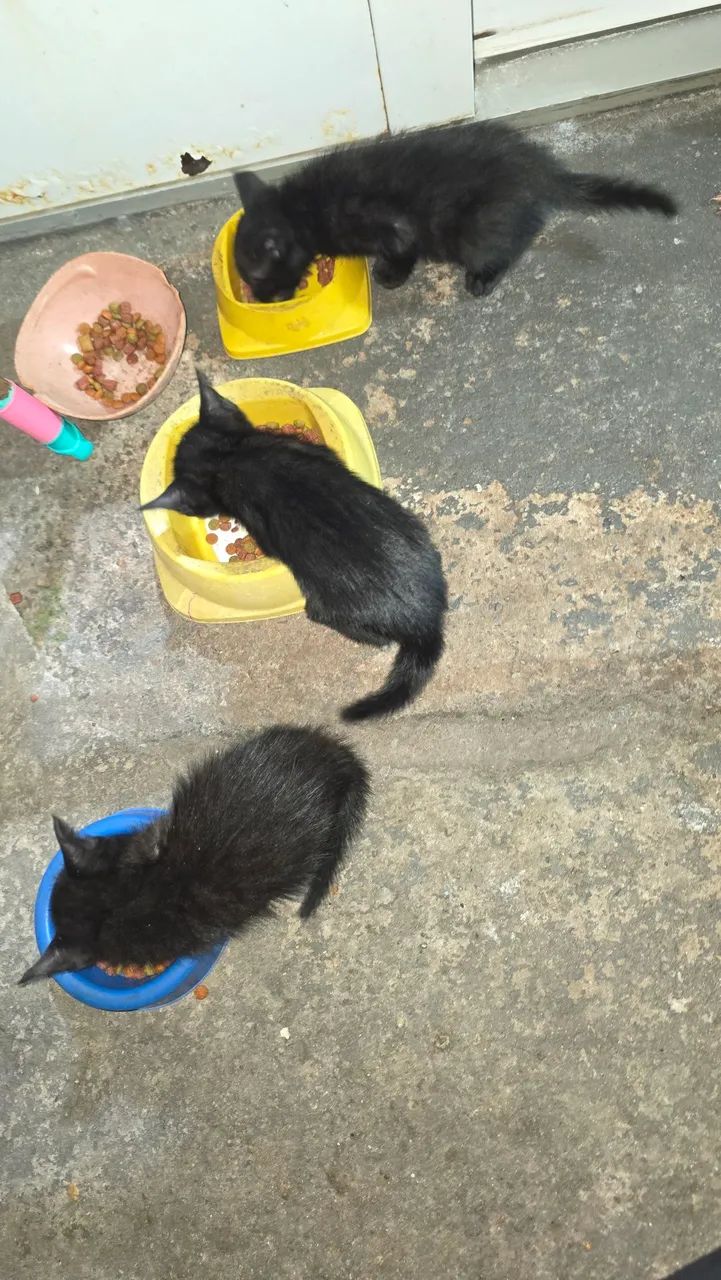 Doamos gato