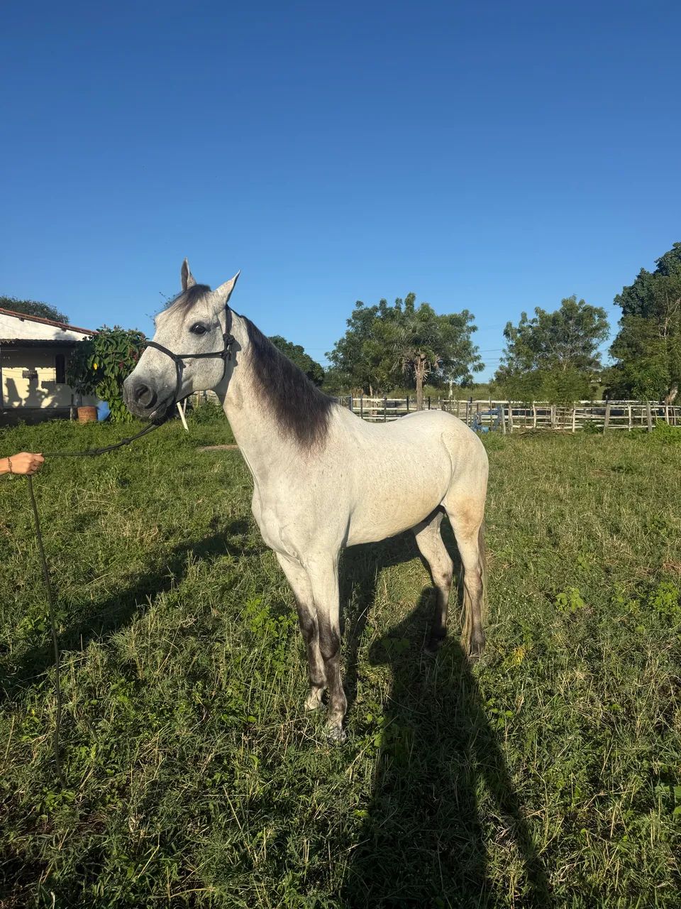 Cavalo mangalarga  - Foto 6
