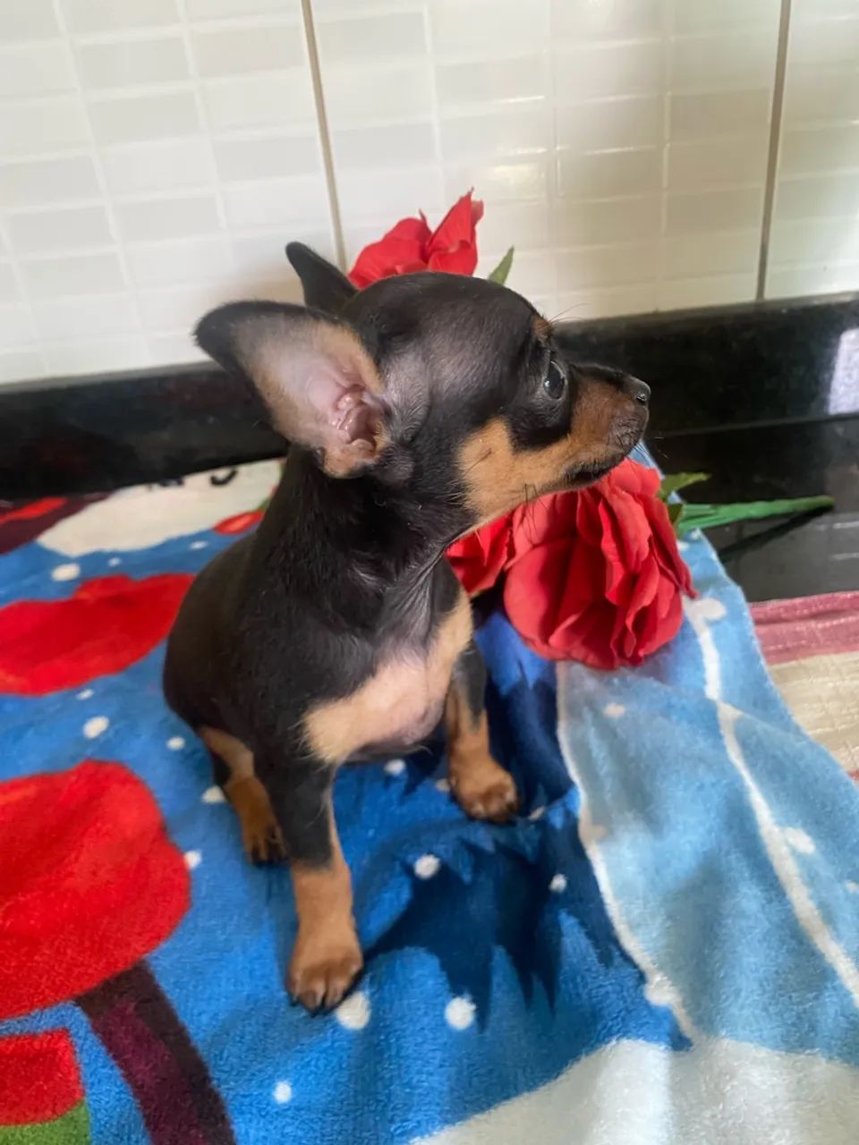 Pinscher Machinho  - Foto 5